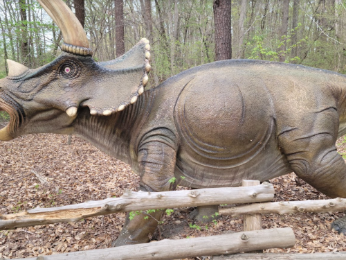 A life-sized dinosaur sculpture of a triceratops in a wooded area, surrounded by fallen leaves and a wooden fence.