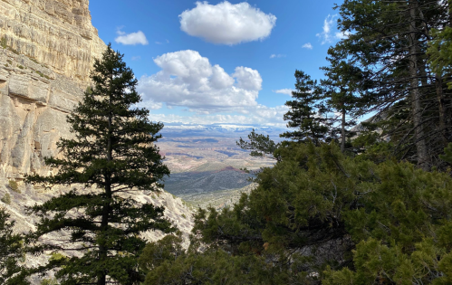 A scenic view of mountains and valleys framed by pine trees under a partly cloudy sky.
