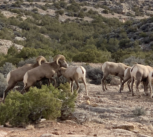 A group of bighorn sheep grazing in a rocky, arid landscape with sparse vegetation.