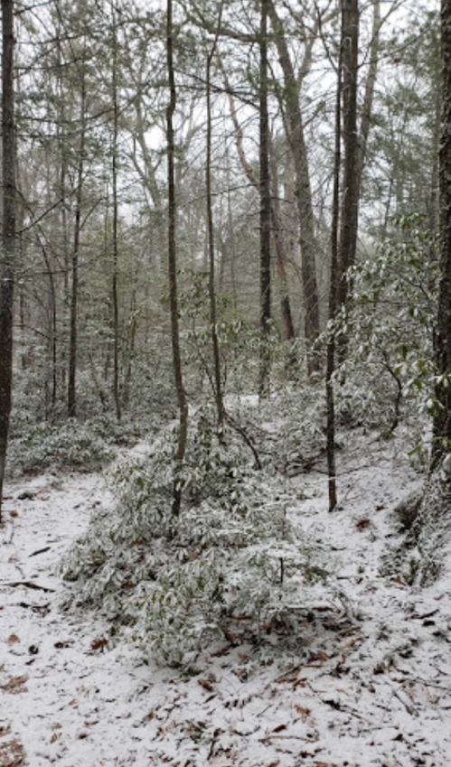 A snowy forest scene with trees and a dusting of snow covering the ground and branches.