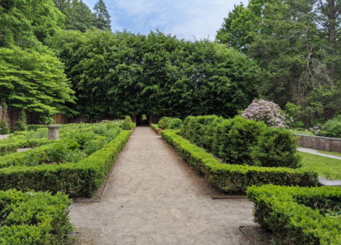 A serene garden path lined with neatly trimmed hedges, leading to a lush green archway of trees.