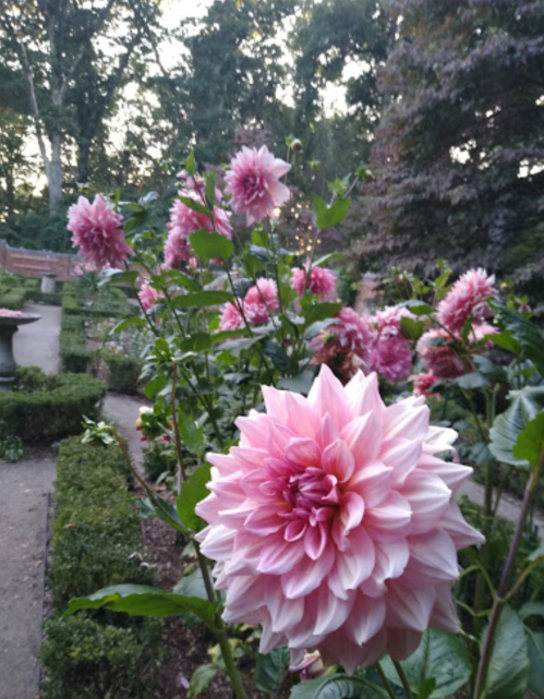 A close-up of pink dahlia flowers in a lush garden, surrounded by greenery and soft evening light.