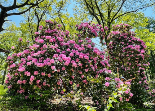 Lush garden filled with vibrant pink flowers and green trees under a clear blue sky.