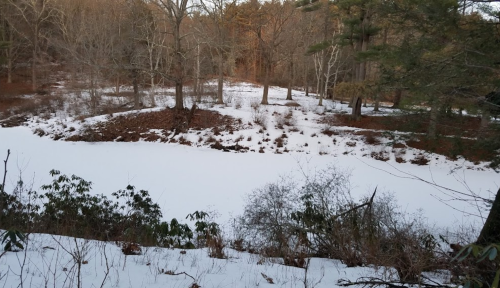 A snowy landscape with a frozen pond surrounded by bare trees and sparse vegetation.