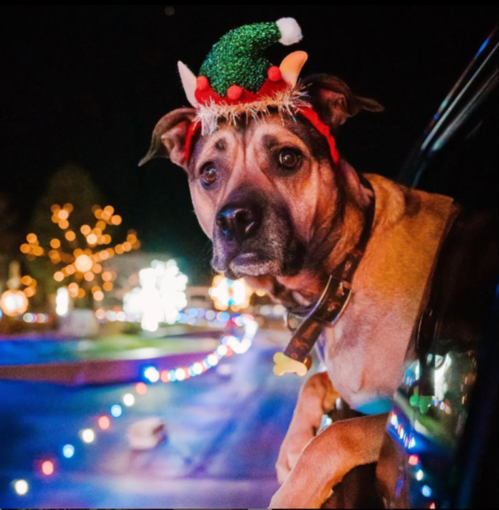 A dog wearing a festive elf hat leans out of a car window, surrounded by colorful holiday lights.