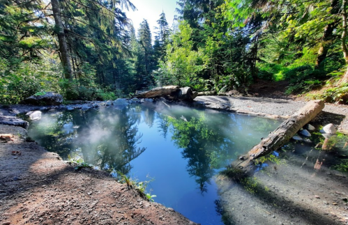 A serene natural hot spring surrounded by lush trees and mist, reflecting the forest in calm waters.