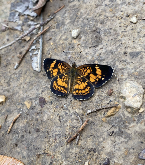 A butterfly with orange and black wings resting on a rocky surface, surrounded by small stones and debris.