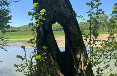 A tree with a heart-shaped hole, surrounded by green leaves, overlooking a calm river and lush landscape.