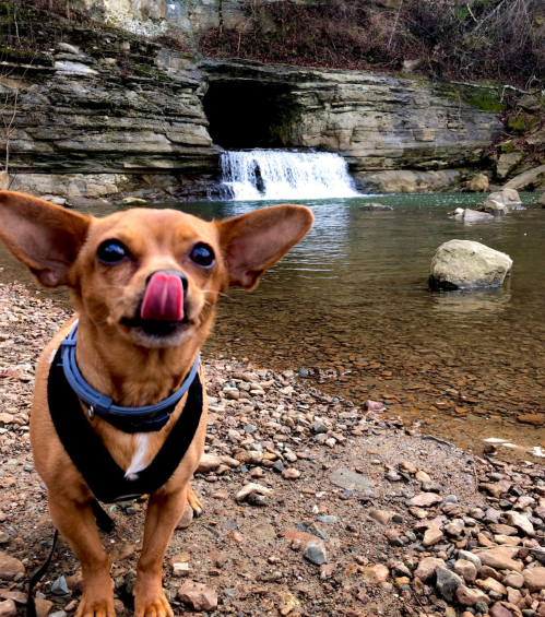 A small brown dog with big ears stands by a stream, licking its nose, with a waterfall in the background.