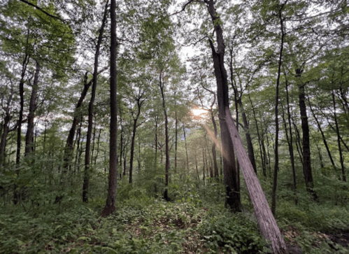 A serene forest scene with tall trees and soft sunlight filtering through the leaves, creating a peaceful atmosphere.