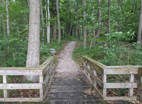 A wooden bridge leads to a gravel path through a lush green forest.