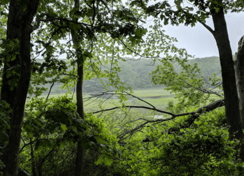 A serene view of a lush green landscape framed by trees, with misty hills in the background.