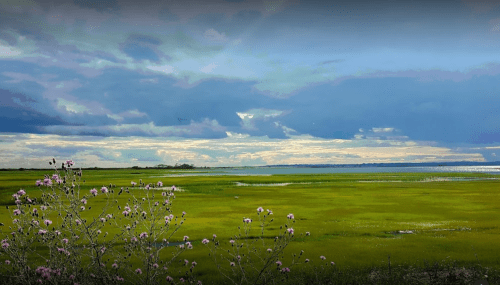 A serene landscape featuring green fields under a cloudy sky, with pink flowers in the foreground.