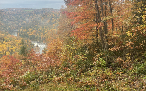 A scenic view of a forest in autumn, showcasing vibrant red and orange leaves with a river in the background.