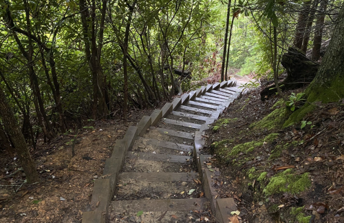 A winding wooden staircase leads through a lush, green forest path.