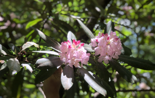 Delicate pink flowers bloom among green leaves in a sunlit forest setting.