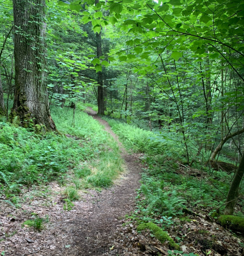 A winding dirt path through a lush green forest, surrounded by tall trees and ferns.