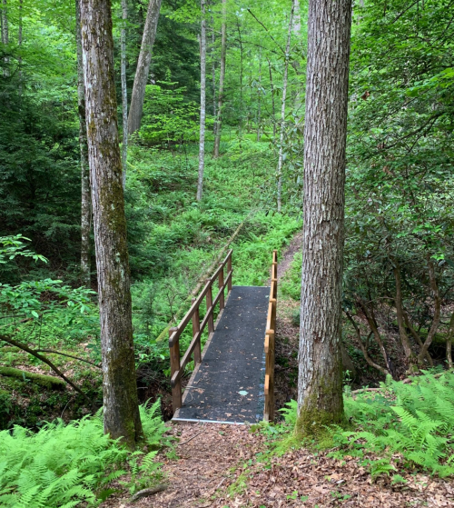 A wooden bridge spans a small creek, surrounded by lush green trees and ferns in a tranquil forest setting.