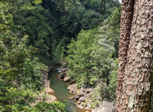 A serene view of a river winding through lush green trees and rocky banks, framed by a tree trunk in the foreground.