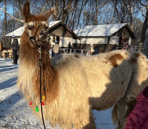 A fluffy llama with colorful decorations stands in a snowy area, surrounded by trees and buildings.