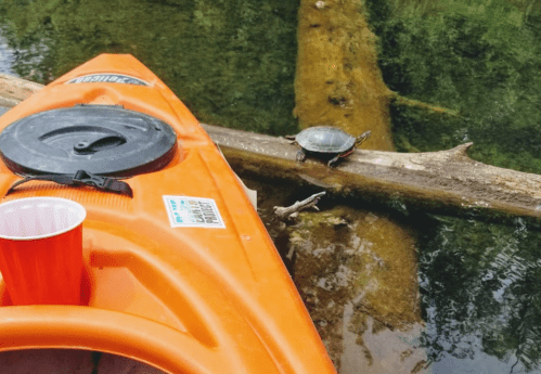 An orange kayak rests near a log in the water, with a turtle sunbathing on the log. A red cup is on the kayak.