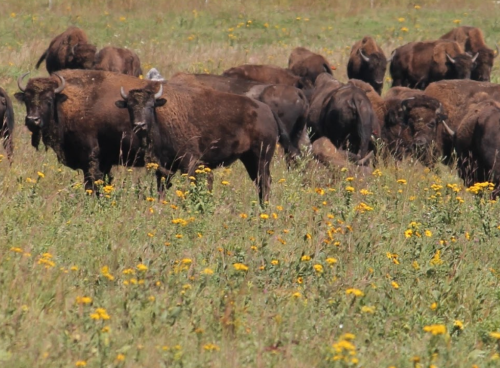 A herd of bison grazing in a grassy field dotted with yellow wildflowers.