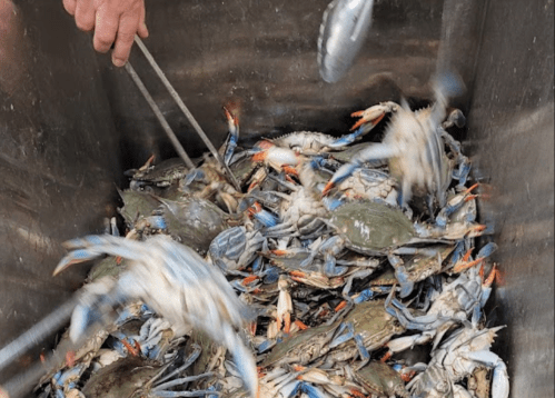A person using tongs to handle blue crabs in a metal container filled with crabs.