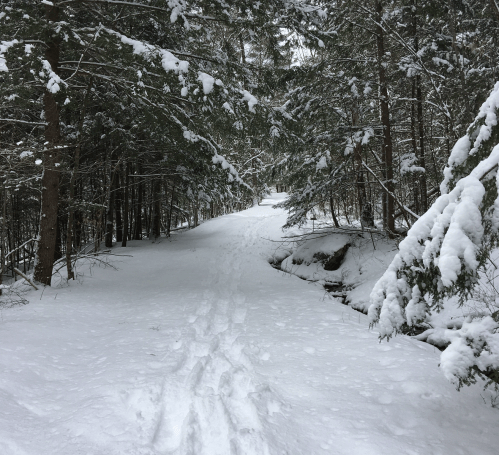 A snowy path winding through a forest, flanked by snow-covered trees.
