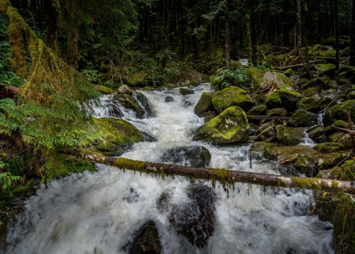 A rushing stream flows over moss-covered rocks in a lush, green forest.