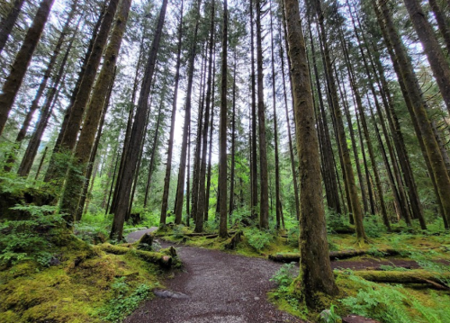 A serene forest scene with tall trees, lush greenery, and a winding gravel path through moss-covered ground.
