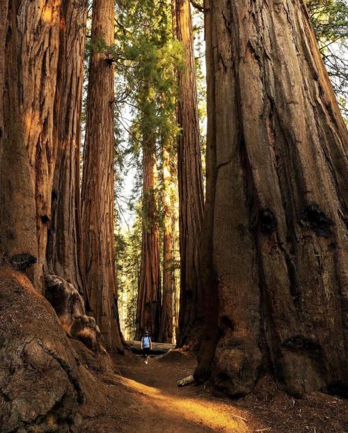A person walks along a path surrounded by towering redwood trees in a sunlit forest.