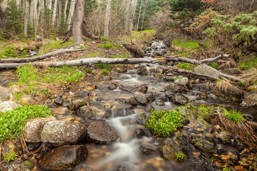 A serene stream flows over rocks, surrounded by lush greenery and trees in a peaceful forest setting.