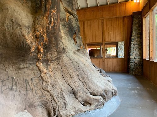 A large, textured tree trunk inside a wooden building, with stone walls and a window showing a view outside.