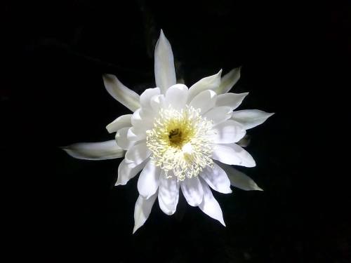 A white flower with delicate petals and a yellow center, set against a dark background.