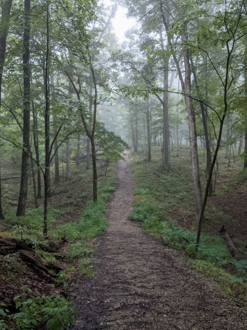 A misty forest path winding through tall trees, surrounded by lush greenery and soft, damp earth.