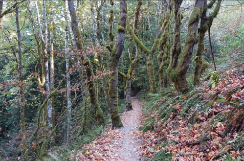 A winding forest path surrounded by moss-covered trees and fallen leaves, with lush greenery in the background.
