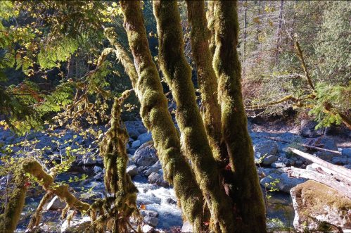 A serene forest scene featuring moss-covered trees beside a flowing river and rocky shoreline.
