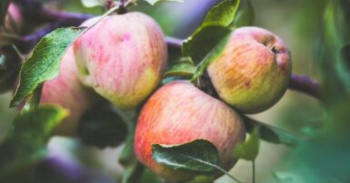 Close-up of ripe apples hanging on a tree branch, surrounded by green leaves.