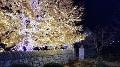 A brightly lit tree with golden leaves glows against a dark night sky, beside a stone wall and bare branches.