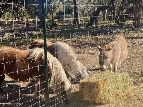 Four ponies and a donkey are eating hay near a fence in a wooded area.