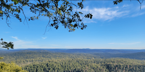 A panoramic view of lush green forests under a clear blue sky, with distant mountains on the horizon.