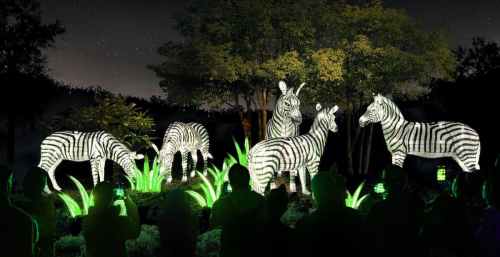 Illuminated zebras surrounded by greenery, with people taking photos in a nighttime setting.