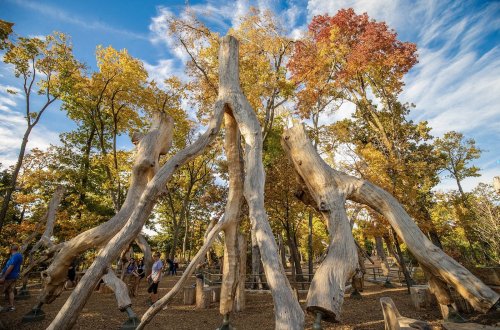 A forest scene with tall, weathered tree trunks and vibrant autumn foliage under a blue sky.