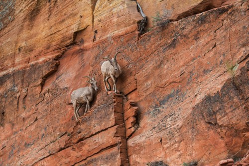 Two mountain goats navigate a steep, rocky cliff with reddish-orange sandstone in the background.