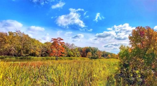 A vibrant landscape featuring tall grasses, colorful trees, and a bright blue sky with fluffy clouds.