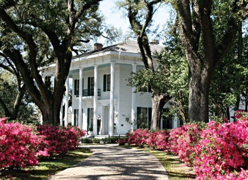 A white historic mansion surrounded by vibrant pink azaleas and large oak trees, with a gravel pathway leading to the entrance.