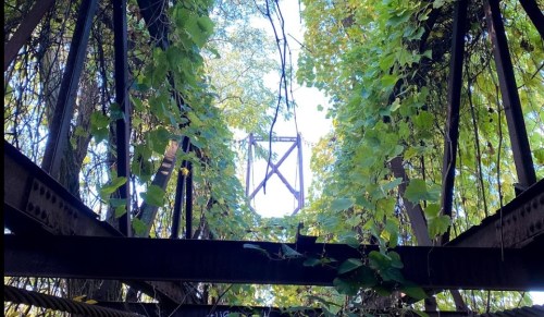 View looking up through a rusted structure, surrounded by lush green vines and trees, with a bright sky above.