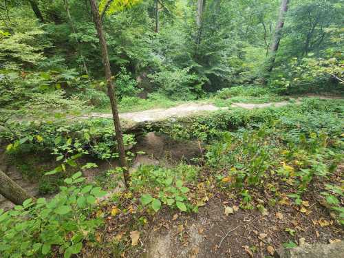 A serene forest scene featuring a fallen tree bridge over a lush, green landscape with dense foliage.