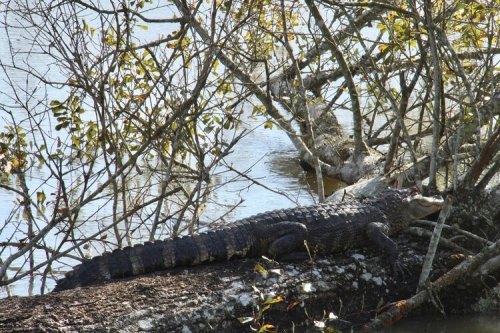 A crocodile resting on a log near a river, surrounded by trees and foliage.