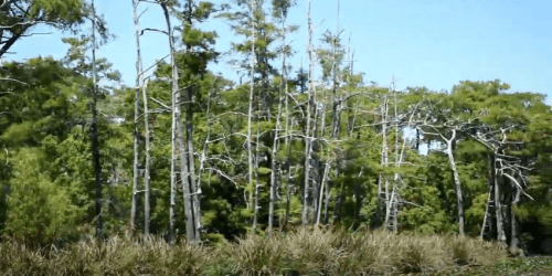 A lush forest with tall trees and green foliage under a clear blue sky.